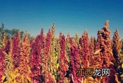 粟米是什么米最好？粟米是一种什么米，整理的太好了