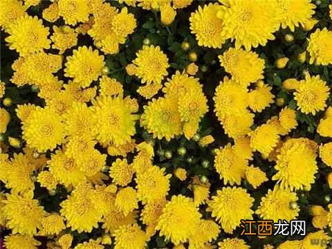 菊花茶可调节身体神经失调，缓解眼睛疲劳，养生必备