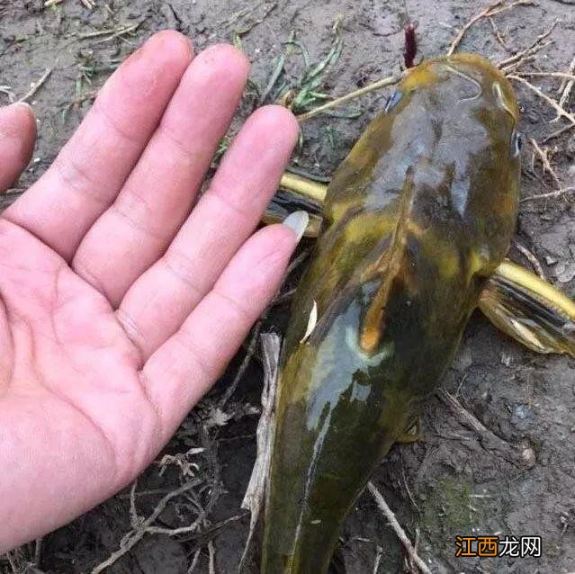 汪刺鱼不能与什么同食?汪刺鱼不能与什么同煮,这个可以有