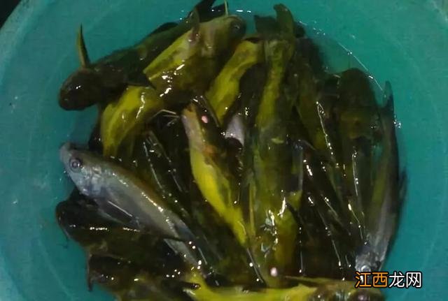 汪刺鱼不能与什么同食?汪刺鱼不能与什么同煮,这个可以有