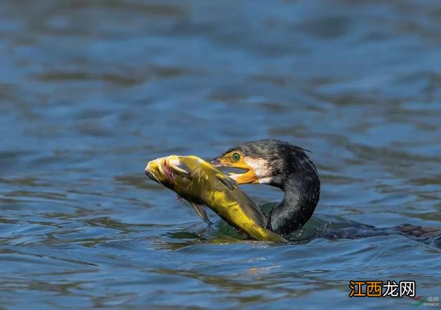 汪刺鱼不能与什么同食?汪刺鱼不能与什么同煮,这个可以有