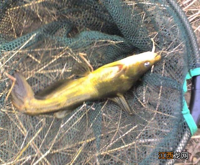 汪刺鱼不能与什么同食?汪刺鱼不能与什么同煮,这个可以有