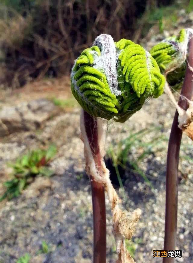 薇菜做法大全家常菜？薇菜凉拌的做法大全，科普类，知识点多