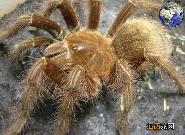 党建四不两直是指什么