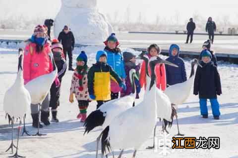 观鹤、泡汤、滑雪……“嘻”游龙江惬意“乐”雪