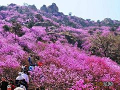 青岛大珠山的杜鹃花开了，你去看了吗？