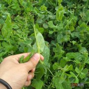 甜豆荚怎么做？甜豆荚图片大全，这里点开详细了解一下