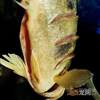 糖醋桂鱼是哪个菜系的名菜？糖醋鱼是哪个菜系的代表菜，点看这里吧！