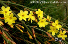 迎春花和连翘花的区别在什么地方？