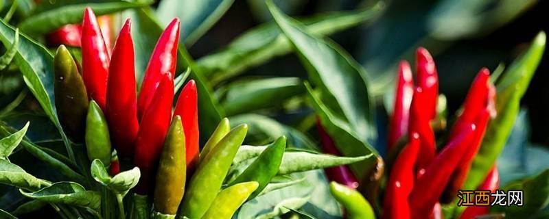 辣椒发源地