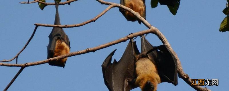 蝙蝠冬天冬眠吗