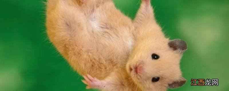 仓鼠和老鼠的区别在哪里