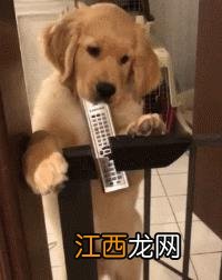 养了只小金毛，到手发现被骗了：这哪是天使，明明是小恶魔！