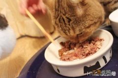 给猫喂罐头几天喂一次 猫零食罐头多久喂一次