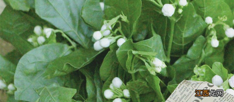 小学生种植植物的步骤