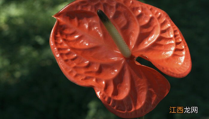 红掌可以水养吗