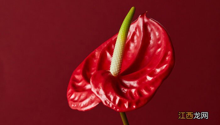 红掌可以水养吗