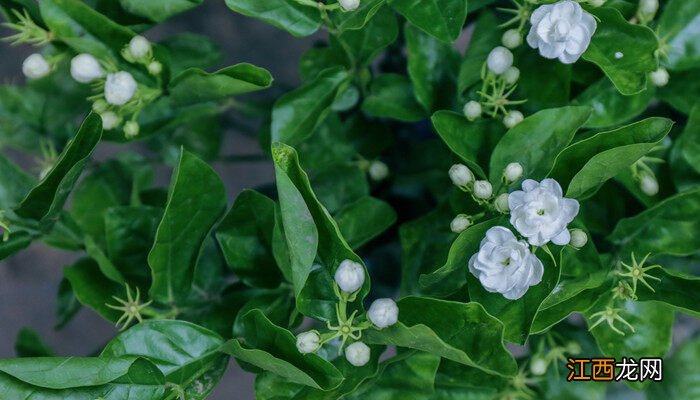 非洲茉莉长白斑怎么办