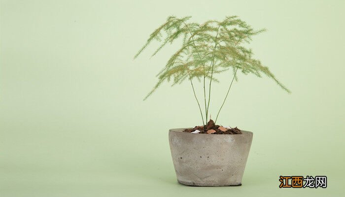 文竹能晒太阳吗