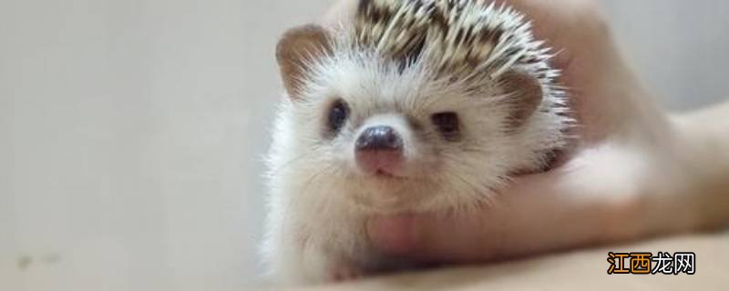 刺猬的刺有哪些作用