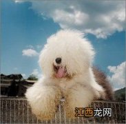 一份英国古代牧羊犬的营养清单