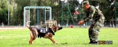 军犬和警犬的区别