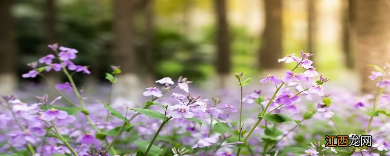 空调水能不能浇花