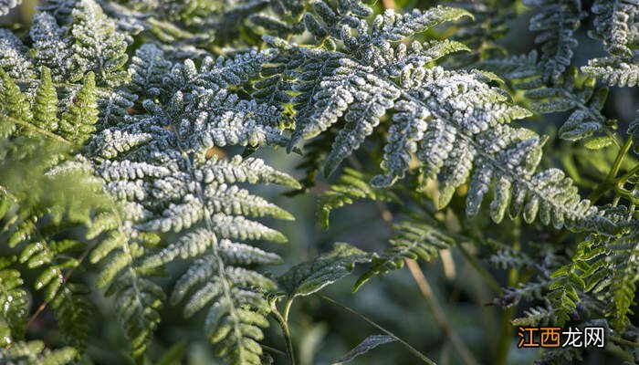 金毛狗蕨类植物的药用价值