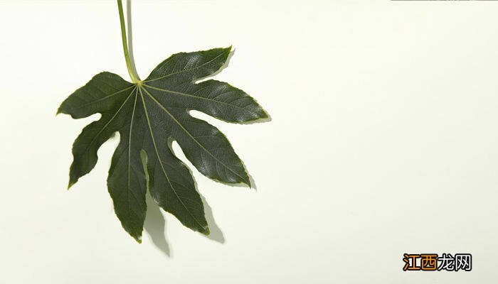 八角金盘的详细介绍