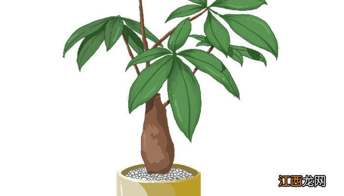 发财树的叶子发黄干枯掉落什么原因