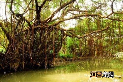 领导办公室放什么植物风水好 办公室好风水的美文，风水学办公室放什么植物好