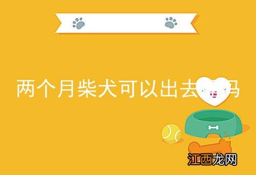 两个月柴犬可以出去溜吗