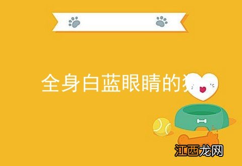 全身白蓝眼睛的猫