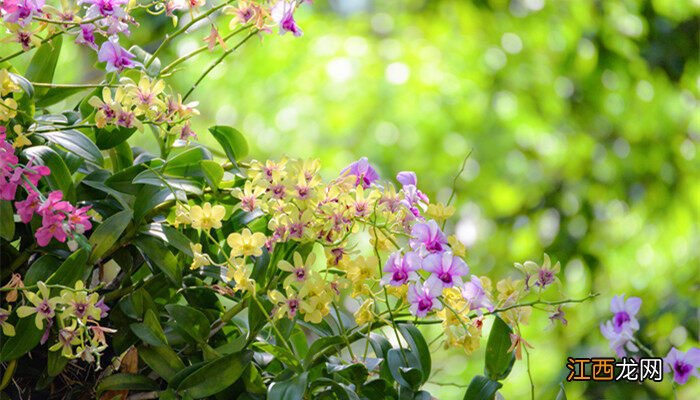 兰草花怎么栽培和方法