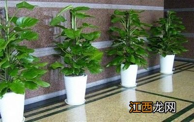 办公室最旺财的十种花 办公室旺事业的植物，男士办公桌放什么花好