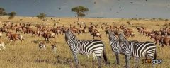 非洲大草原有哪些动物