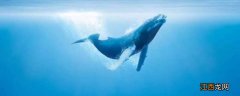 鲸鱼能活多久