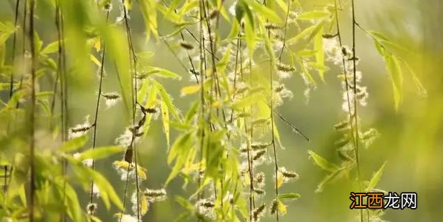 杨絮?柳絮?傻傻分不清楚!