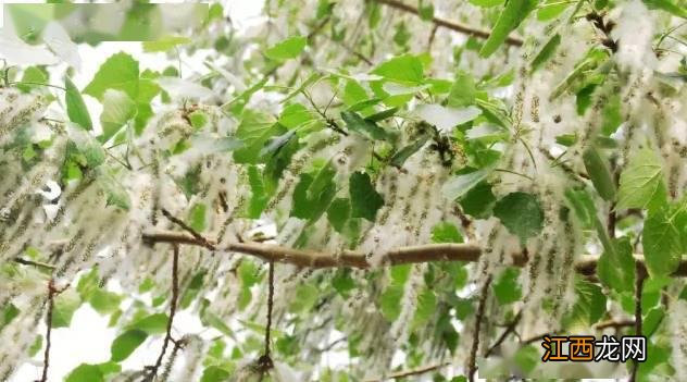 杨絮?柳絮?傻傻分不清楚!