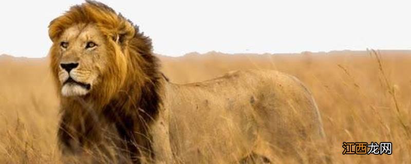 狮子什么科什么属