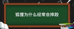 狐狸为什么经常会摔跤