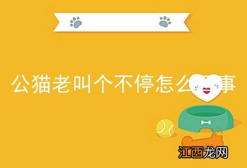 公猫老叫个不停怎么回事