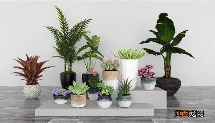 合果芋的养殖方法和注意事项