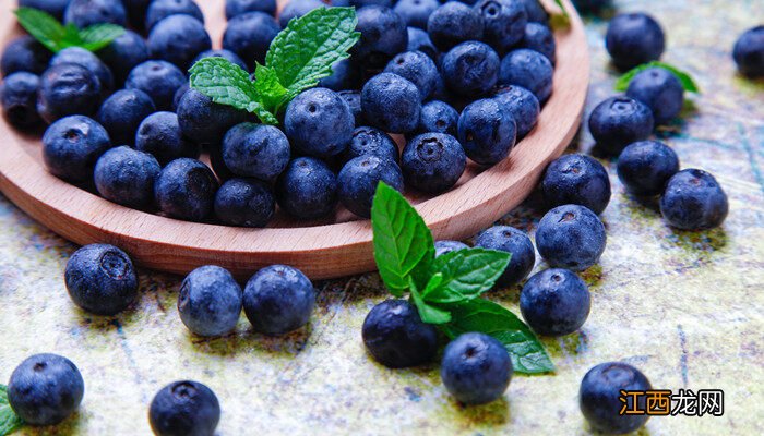 春高蓝莓品种介绍