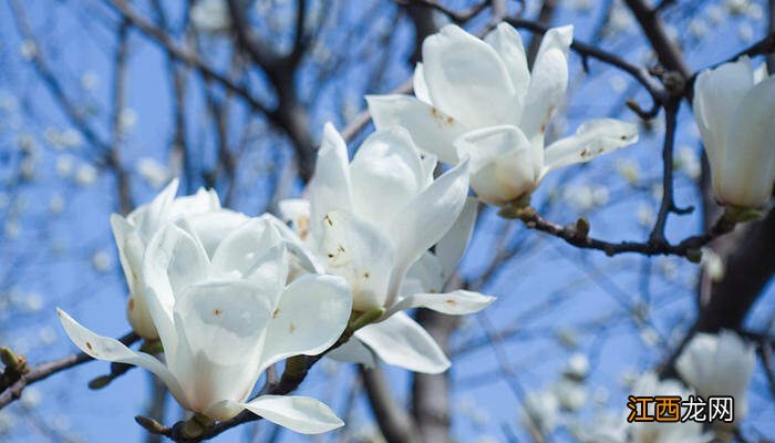 水培玉兰花的养殖方法和注意事项