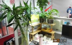办公室花草摆放什么花 办公桌宜摆放什么植物，办公桌上放什么植物好旺财