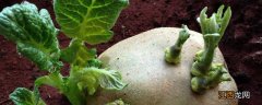 新鲜土豆为什么会变绿
