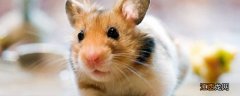 老鼠怕花露水气味吗