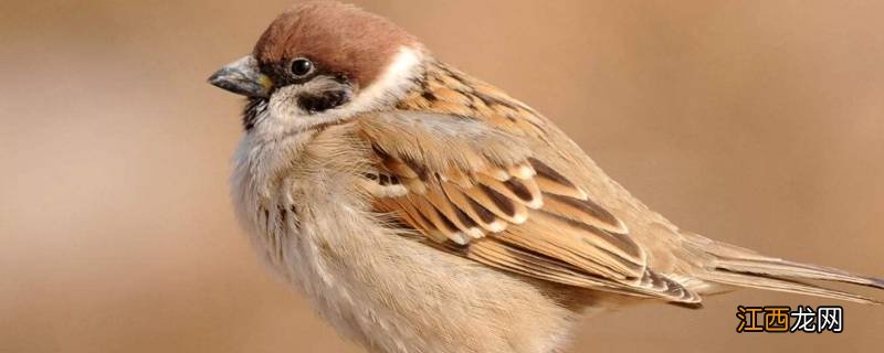 麻雀是不是保护动物