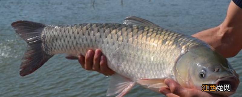 如何区分脆肉鲩的好坏